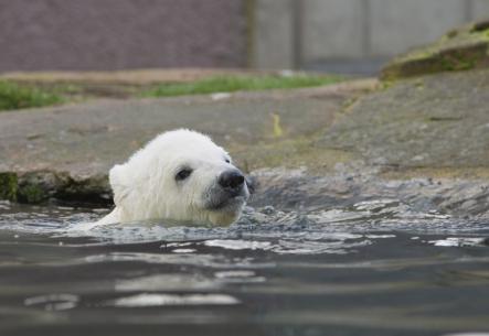 Snowflake, who now weighs 20 kilogrammes, takes a debut dip.