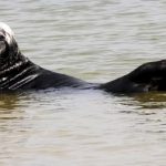 Grey seal watching trips start as population stabilises