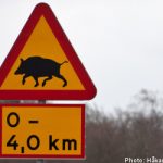 Massive boar shreds leg of Swedish elk hunter