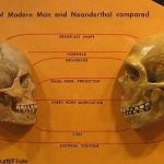 Humans bred with Archaic peoples: study