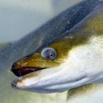 Scientists begin eel-tagging project