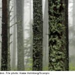 Swedish forestry firm cuts 2,500 jobs