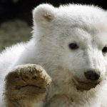 Berlin Zoo wins Knut polar bear court battle