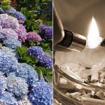 Hydrangea high: Is a new drug coming to France?