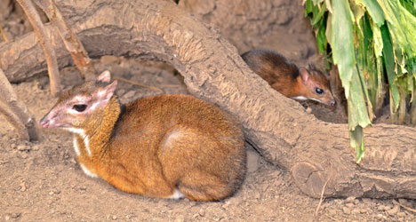 Mother and baby Java mouse-deer at Fuengirola Bioparc.