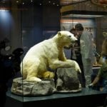 Knut goes on display in Berlin museum