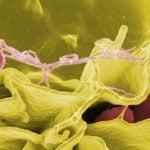 Deadly salmonella outbreak reaches Austria