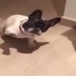 Video: ‘fascist’ bulldog’s salute goes viral