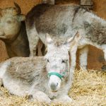 Nativity donkey squashed by fat fan