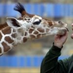 Breakfast stumble costs Berlin giraffe her life