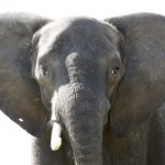 Fury as German hunter kills massive elephant