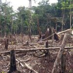 Norway makes major rainforest commitments