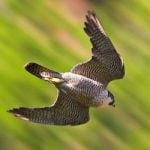 Zurich falcons killed with ‘kamikaze pigeons’