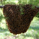 Italian man killed in front of family by swarm of bees