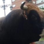 Watch: Escaped bull goes on the run in northern Spain