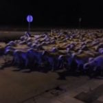Sheep invade Spanish city after shepherd takes a snooze