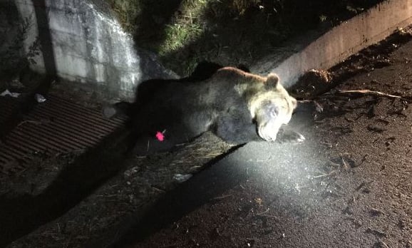 Endangered Italian bear killed in suspected hit-and-run
