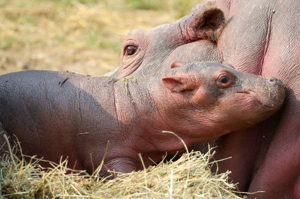 Video: Italian zoo asks public to name adorable baby hippo