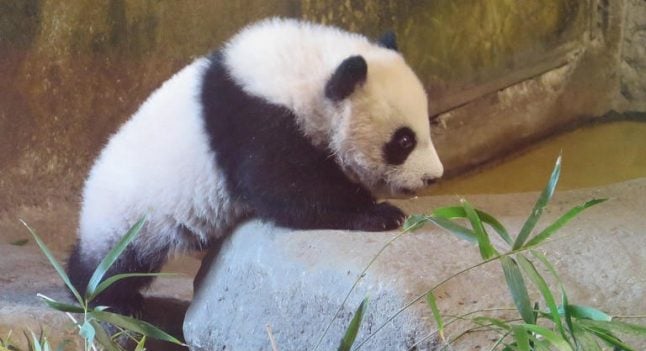 Hello Cutie! Madrid Zoo names its first female panda cub