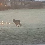 Wolf filmed prowling near Swedish nursery school