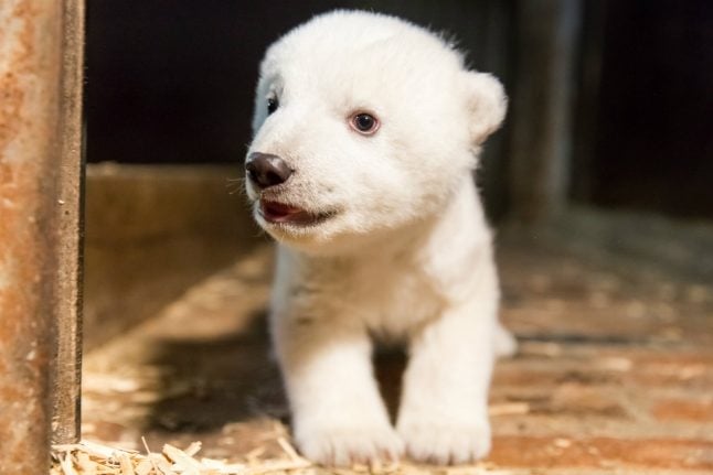 After Knut, meet Fritz, the polar bear melting German hearts