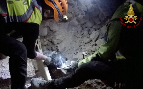 Video: Firefighters save cats and dogs from earthquake rubble