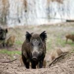 Rome man killed in wild boar-scooter collision