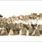 Norway authorities prepare for ‘mass slaughter’ of reindeer