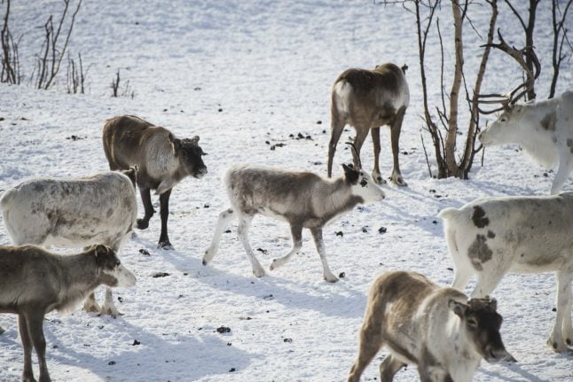 Norway’s reindeer at risk from Arctic hot spell