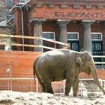 Iconic Copenhagen zoo elephant house to be demolished