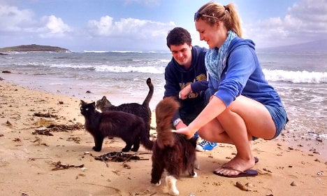 Purrfect: cat-filled beach is a top tourist spot in Sardinia