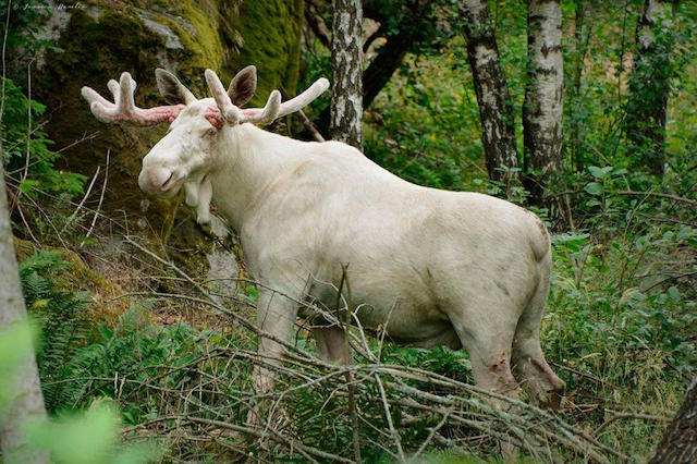 White elk