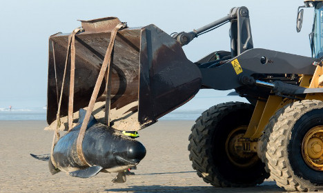 Ten whales found stranded on Calais beach
