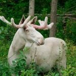 Rare white elk photographed in Swedish back garden