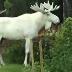 Viral Swedish white elk’s apple habit brings trespassing tourists to couple’s garden