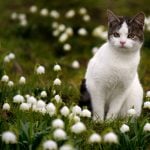 Russian man banned from Sweden attempts return in search of cat