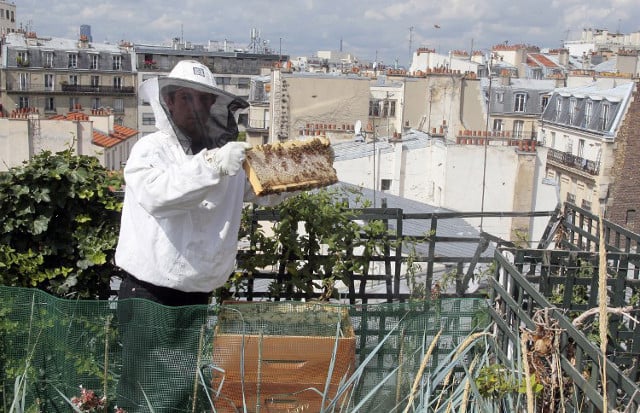 Paris: Rooftop hives on the rise amid efforts to preserve honeybee population