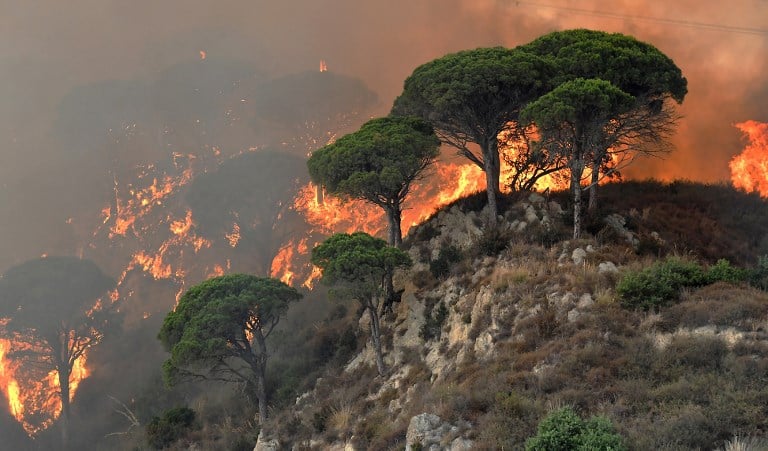 It could take 15 years to restore Italy's forests after wildfires