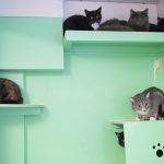 Swedish government proposes ban on pet abandonment
