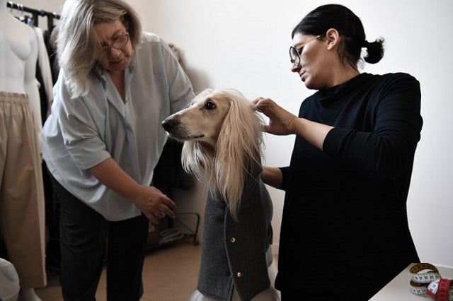 Canine couture: The Milan designer creating tailored outfits for dogs