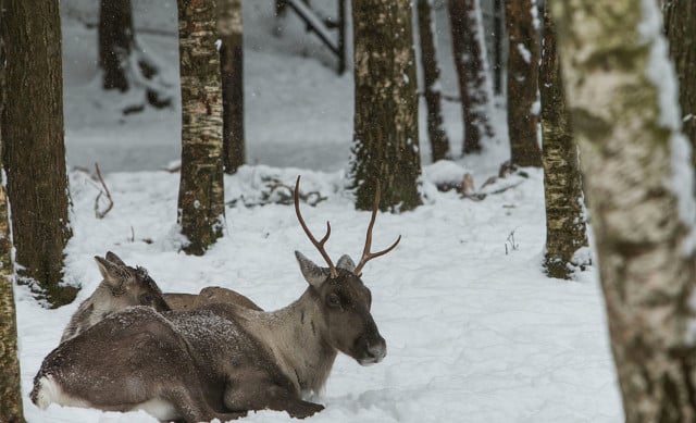 Sami villages ask for emergency support as ice blocks reindeer from food