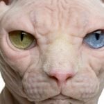 Coming soon to an internet near you: Switzerland’s creepy ‘naked cat’