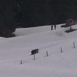 Brown bear strolls across Swiss ski slope
