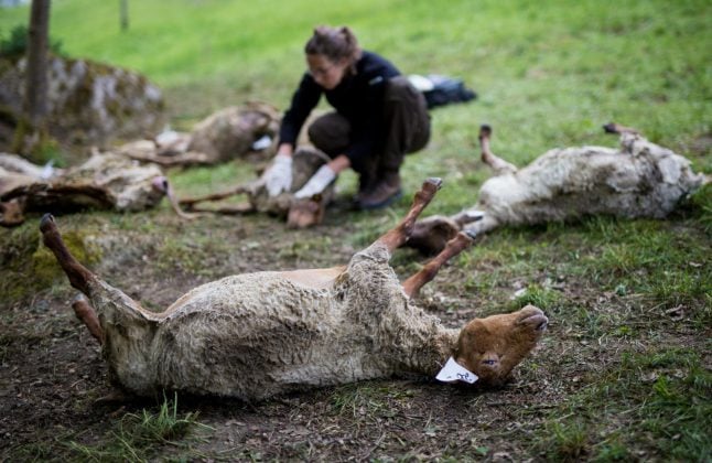 40 sheep die in suspected wolf attack near French border