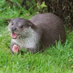 Otter sex halts construction at Norway marina