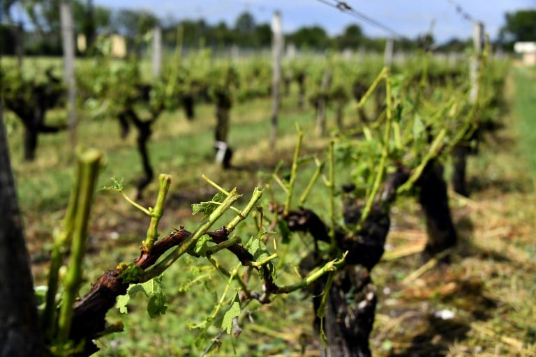 'Unprecedented' hailstorm destroys Bordeaux vineyards
