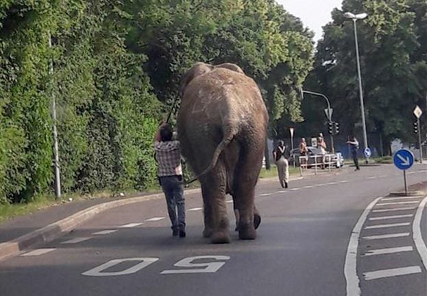 VIDEO: Escaped elephant seen wandering streets of small German town