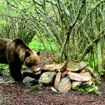Brown bear with taste for mare faces expulsion from Pyrenees