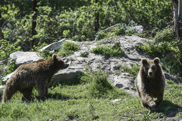 French farmers furious over plans to release more bears in the Pyrenees