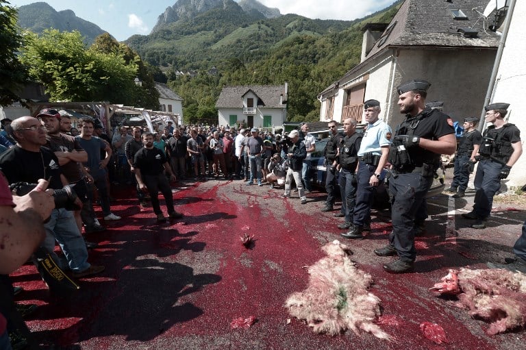 What's the story? Sheep carcasses, blood and scuffles in a French village